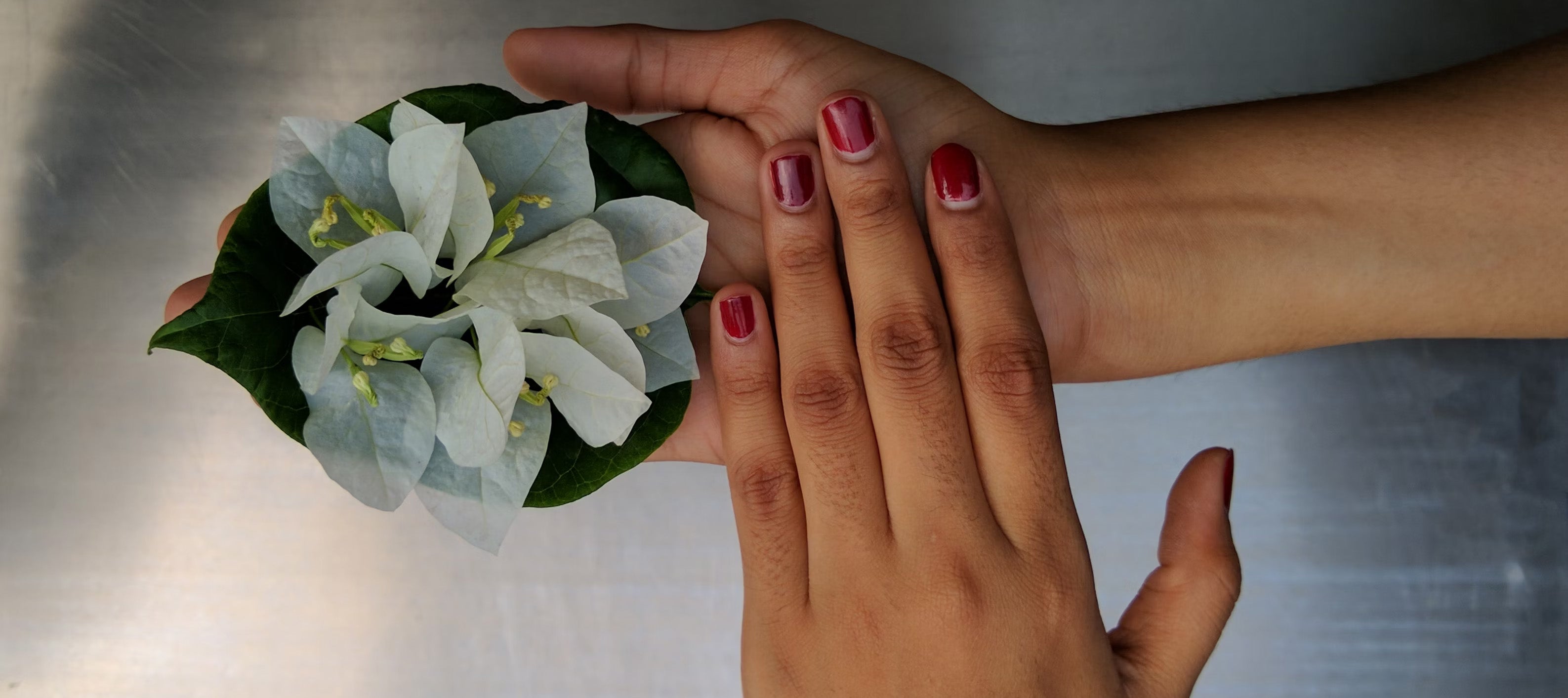 The Wild Ecology of the Womb Two hands holding a flower