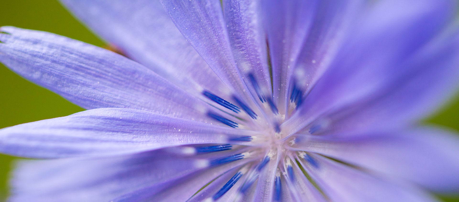 How The Color Purple Can Lead You To Your Destiny How The Color Purple Can Lead You To Your Destiny