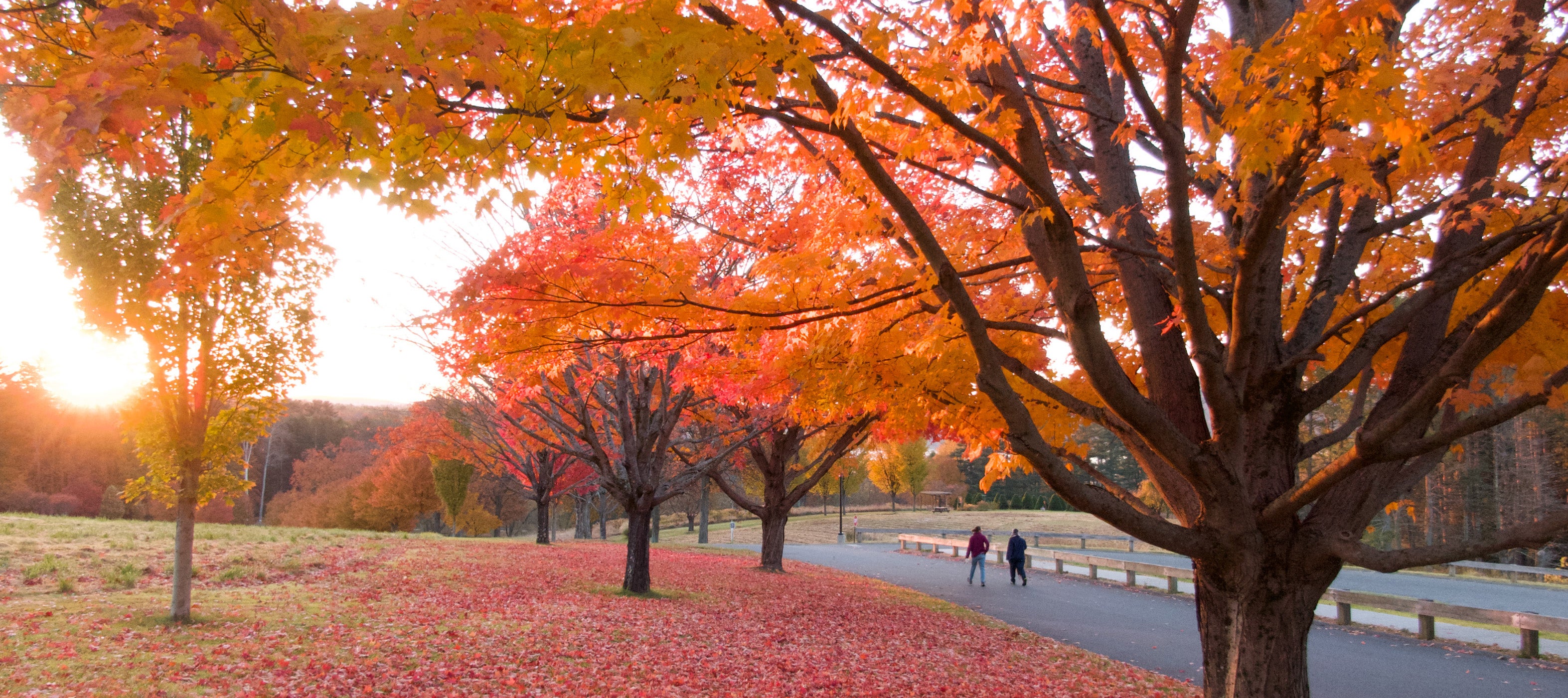 Enchanting fall trees with red and orange leaves at the Kripalu campus.