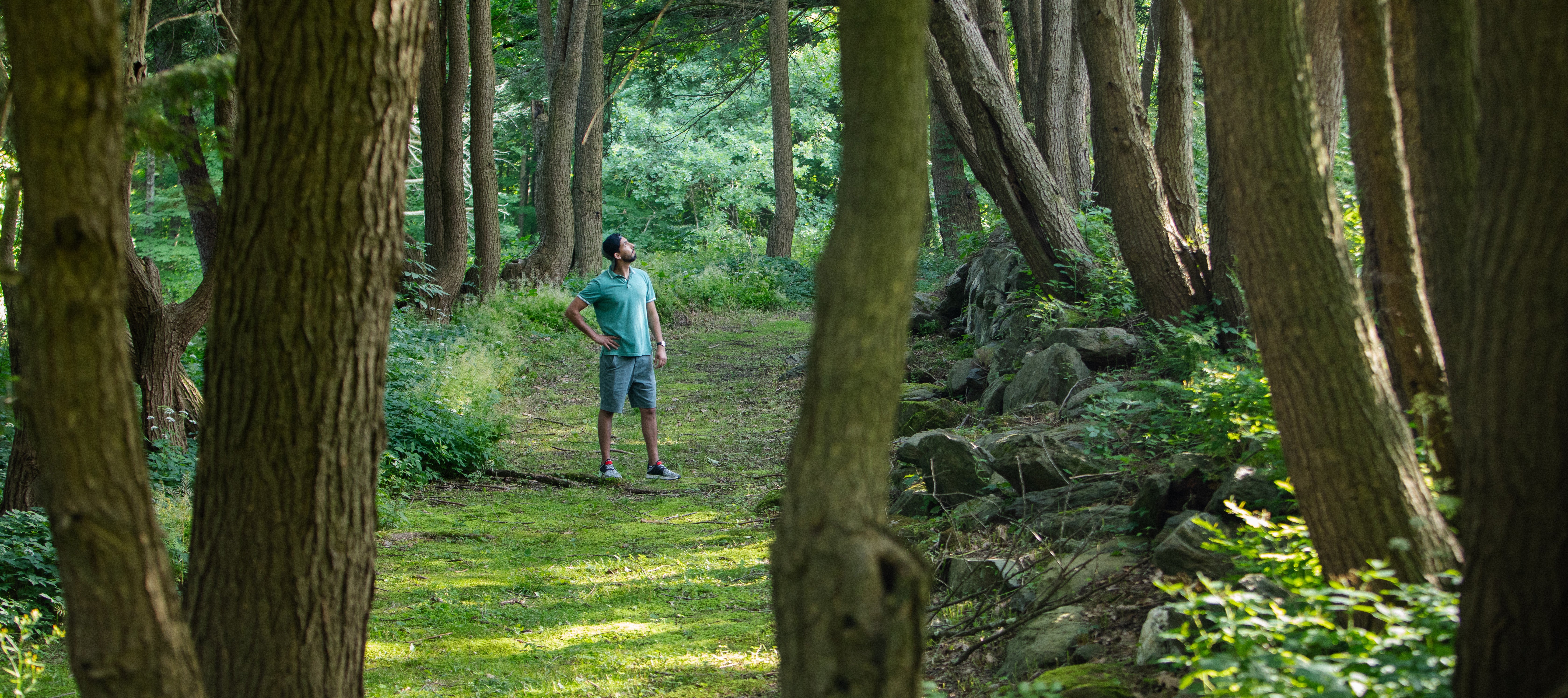 Man looking up at trees in the forest in the summertime