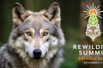 25_Rewilding_LoneWolf_Web.jpg
