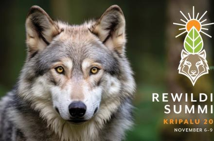 25_Rewilding_LoneWolf_Web.jpg