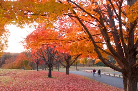 Enchanting fall trees with red and orange leaves at the Kripalu campus.