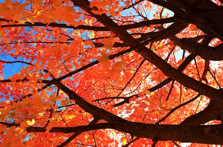 FallLeaves20161018-IMG_1704.gif