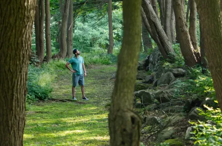 Man looking up at trees in the forest in the summertime