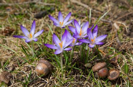 spring_flowers-crocus_hero.jpg