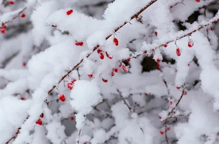 winterberries_hero.png