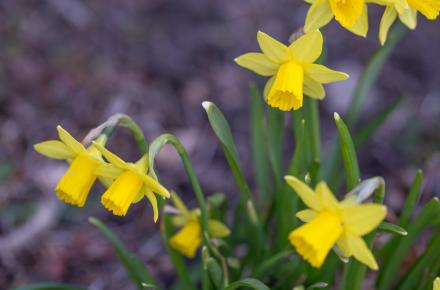 Yellow Daffodils in the Spring