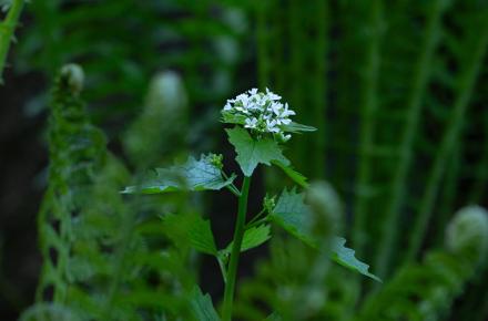 spring 2025 flower fern