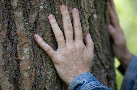 spring 2025 hands tree 