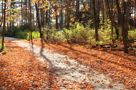 outside nature walk pathway