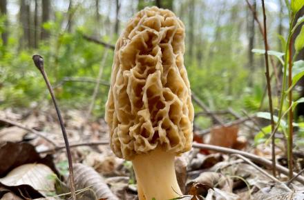 Mushroom growing in the forest in the Spring