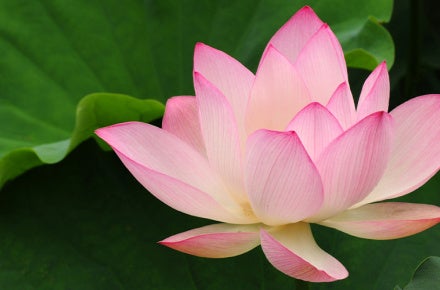 Charaka Samhita flower