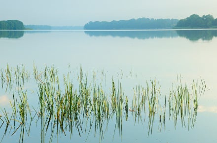 grass in water