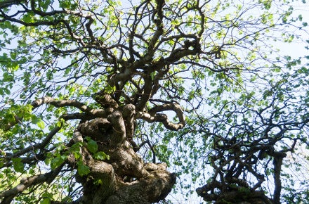 spring trees