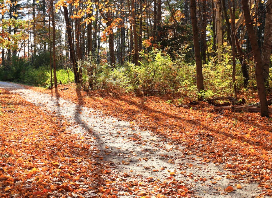 outside nature walk pathway