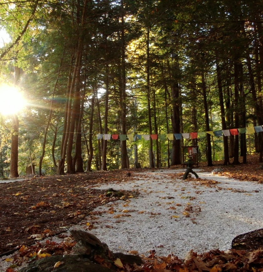 Forest with the sun peaking out
