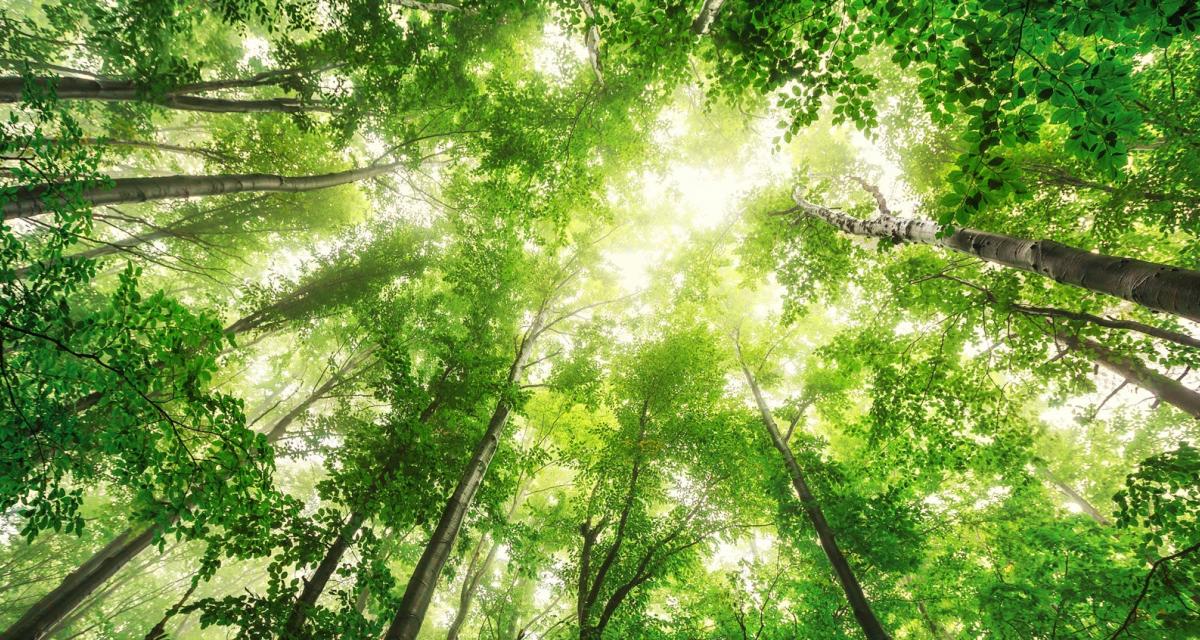 Everyday Alchemy: Rituals for Calm, Connection, and Purpose