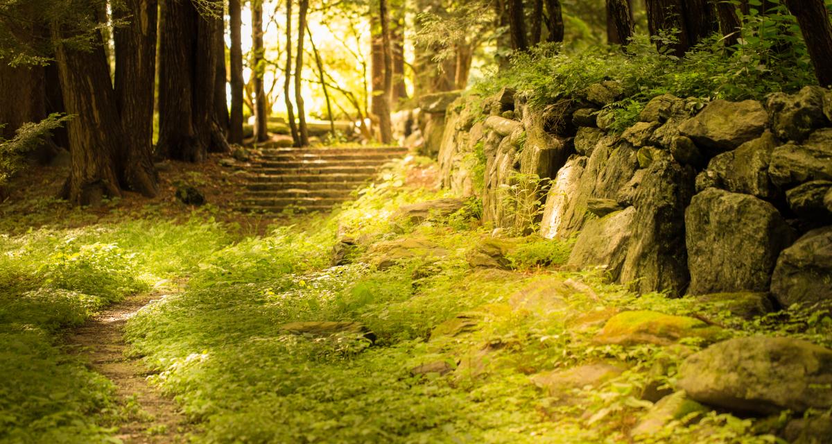 Ayurveda Advanced Studies
