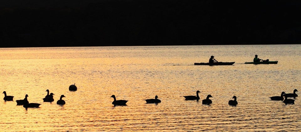 Four Ways Of Looking At Wild Geese Kripalu