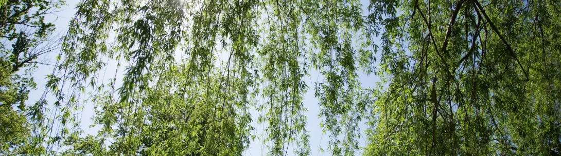 Trees