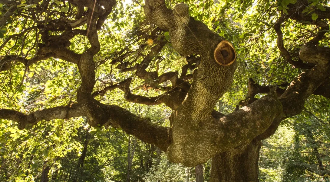 Camperdown Elm 