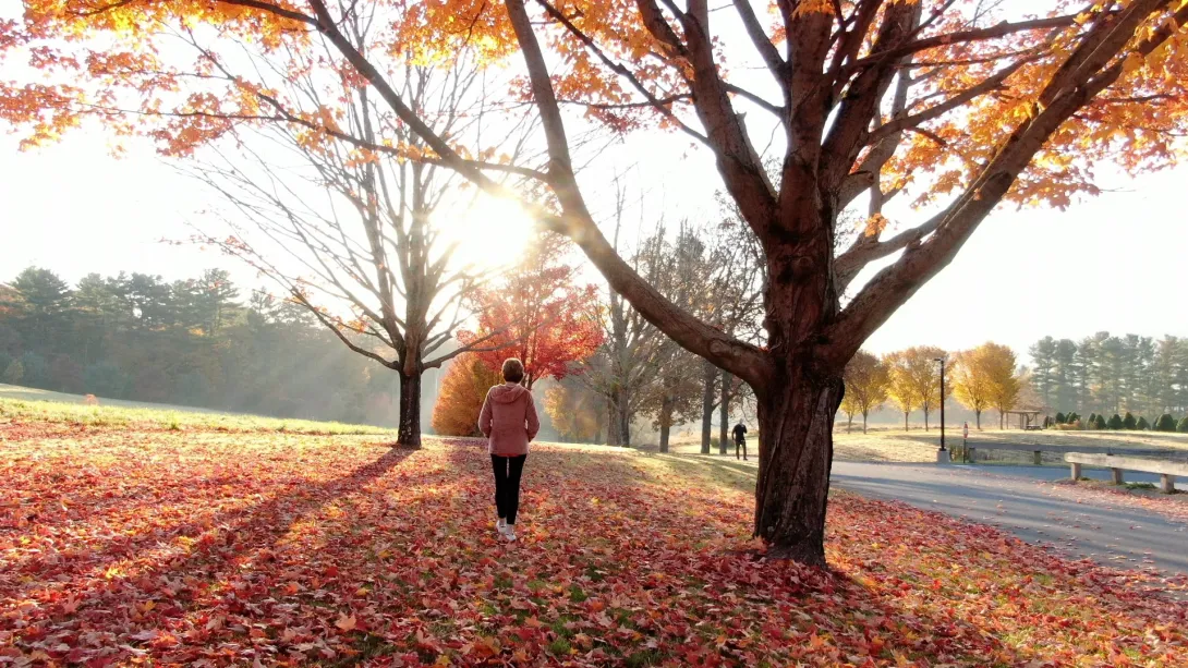 Fall outside daybreak