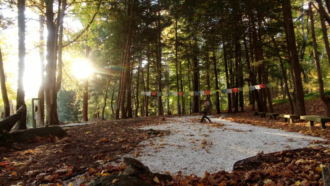 Forest with the sun peaking out