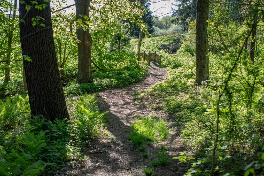 Woods with a path in spring