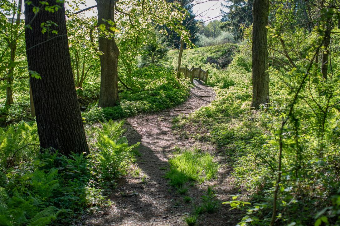 Woods with a path in spring