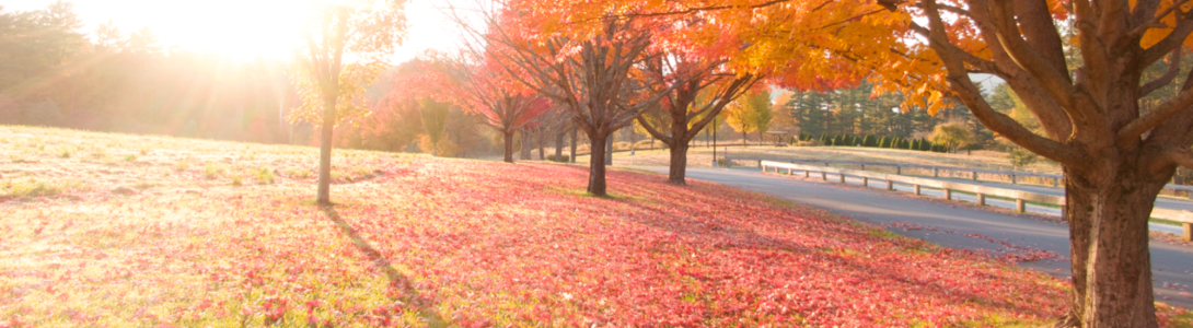 fall outside with leaves