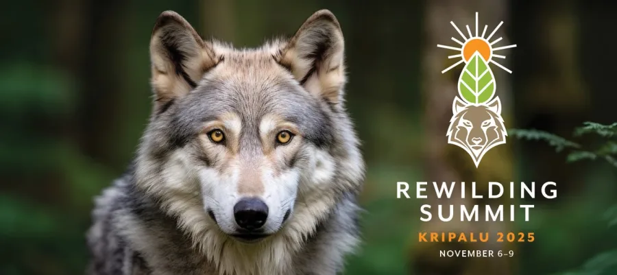 25_Rewilding_LoneWolf_Web.jpg