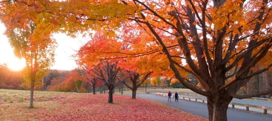 Enchanting fall trees with red and orange leaves at the Kripalu campus.