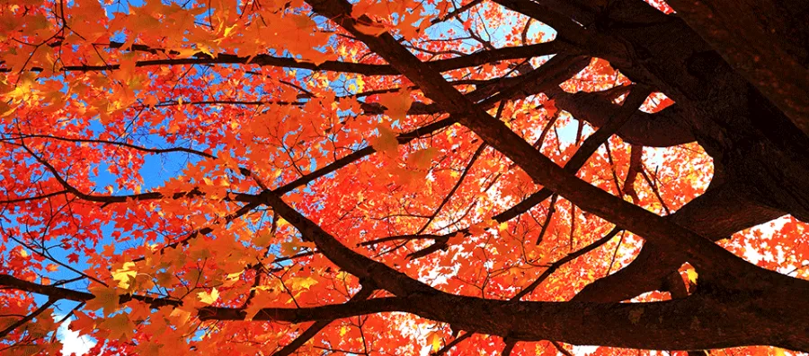 FallLeaves20161018-IMG_1704.gif