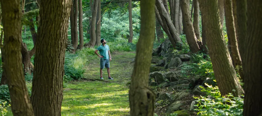 Man looking up at trees in the forest in the summertime