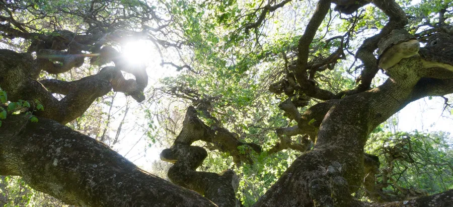 Spring%20Trees%20hero.jpg