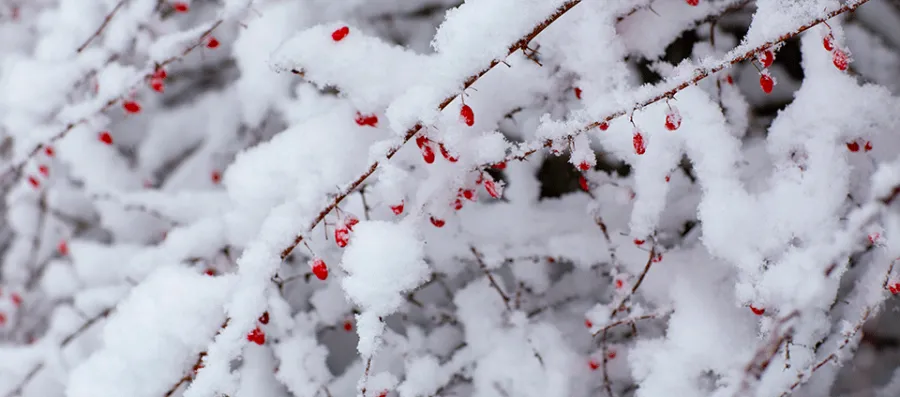 winterberries_hero.png