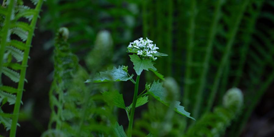 spring 2025 flower fern