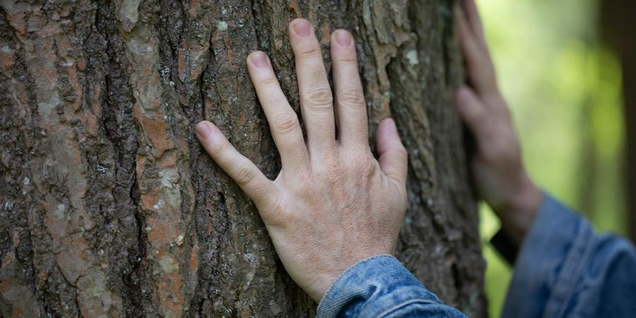 spring 2025 hands tree
