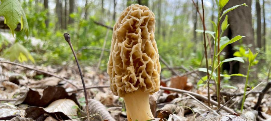 Mushroom growing in the forest in the Spring