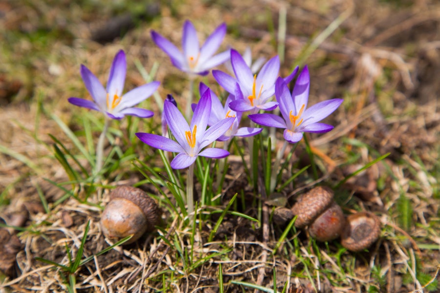 flowers