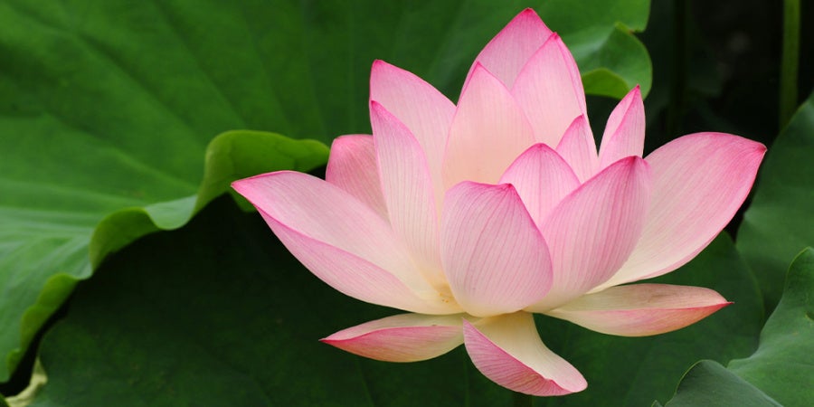 Charaka Samhita flower