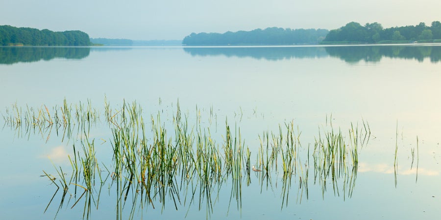 grass in water