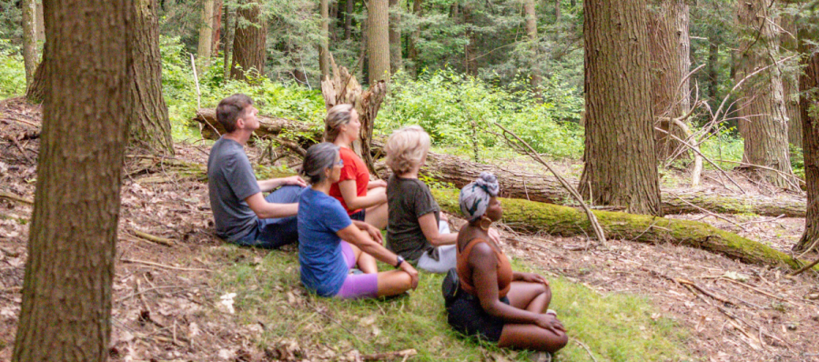forest meditation