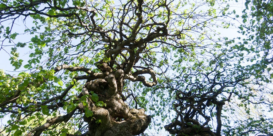 spring trees