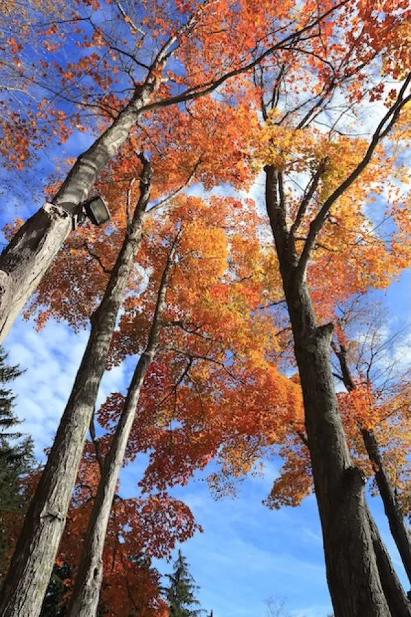Fall