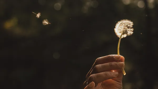 dandelion