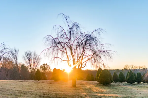 Tree silhouette