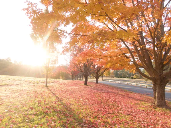 Outdoors fall trees