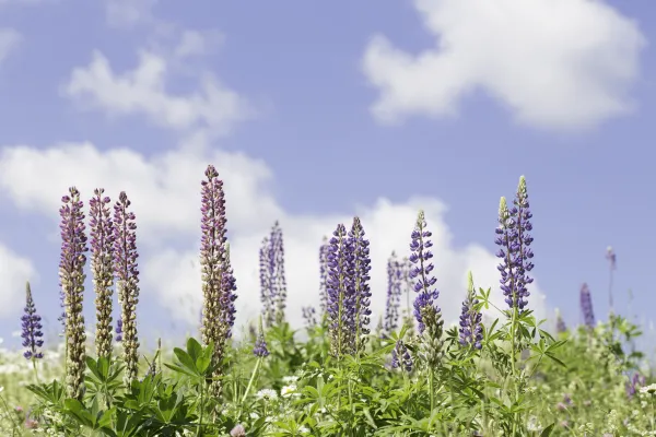 Spring flowers